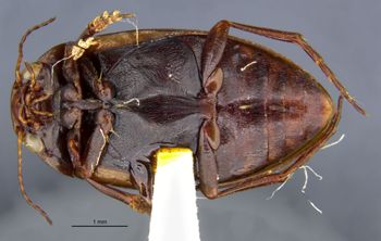 Media type: image;   Entomology 23955 Aspect: habitus ventral view
